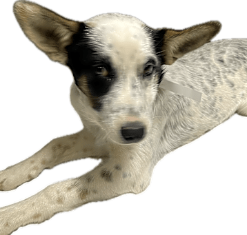 Photo of Kami