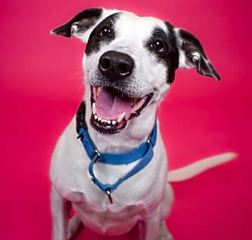 Photo of Bella