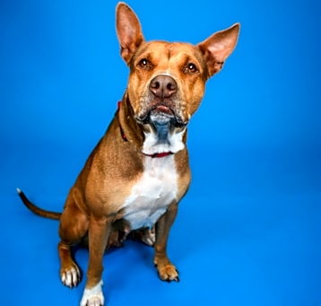 Photo of Pippi