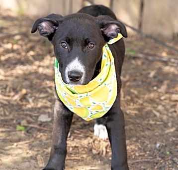 Photo of RALPHIE