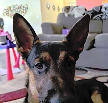 Photo of Ace