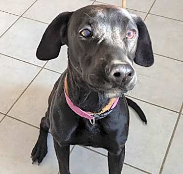 Photo of Rosie