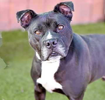 Photo of Bookie
