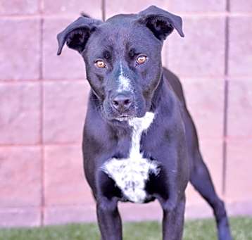 Photo of Atlas
