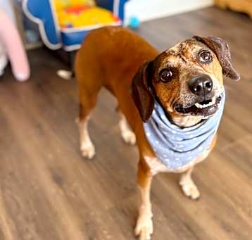 Photo of Kelley Cutie BeagleWeenie