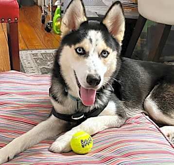Photo of Loki the Adventurer