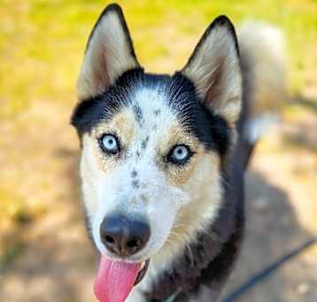 Photo of Loki the Adventurer
