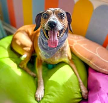 Photo of Kelley Cutie BeagleWeenie