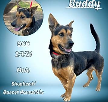 Photo of Buddy