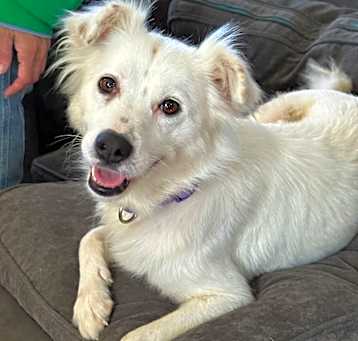 Photo of Bailey - 2248