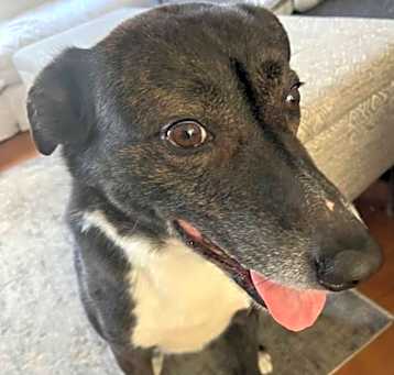 Photo of Kovu--short on time