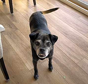 Photo of Cooper