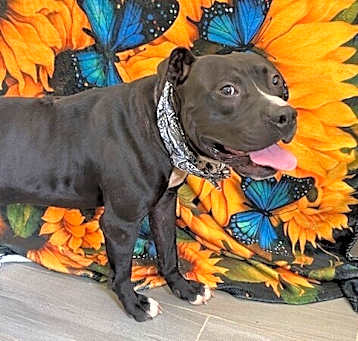 Photo of Buck
