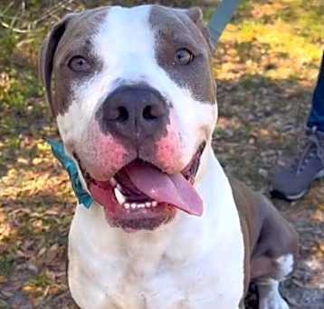 Photo of Diesel