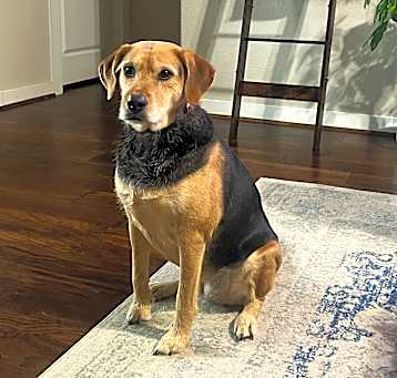 Photo of Reveille