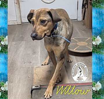 Photo of Willow