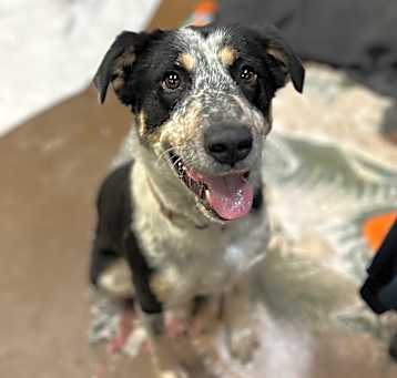 Photo of Berry🍓Good w/ Dogs & Loves Treats Adopt $0!