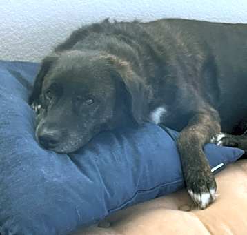 Photo of Brodie