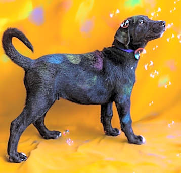 Photo of Lyra's Nico