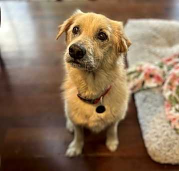 Photo of Earl Grey