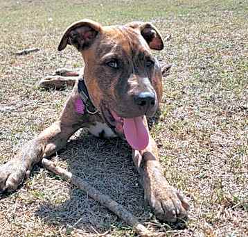 Photo of Archer