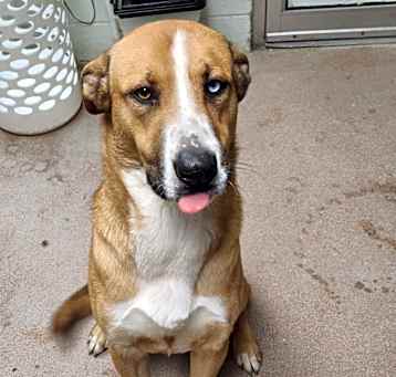 Photo of Rufus