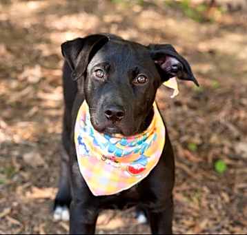 Photo of ROWDY