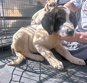 Photo of Daisey