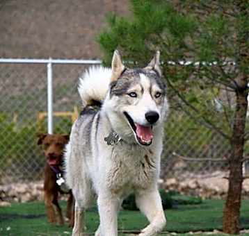 Photo of Nova