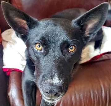 Photo of Inky