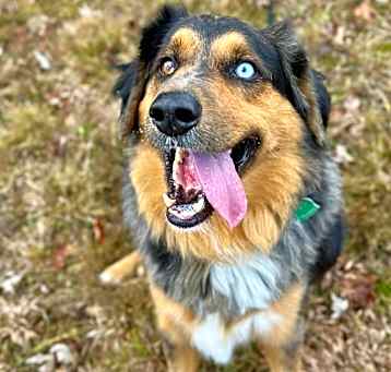 Photo of Brody