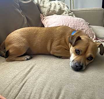 Photo of Raisin