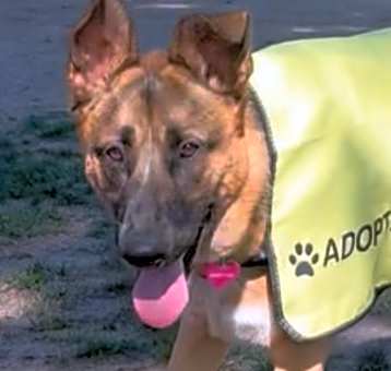 Photo of Daisy/Courtesy Post
