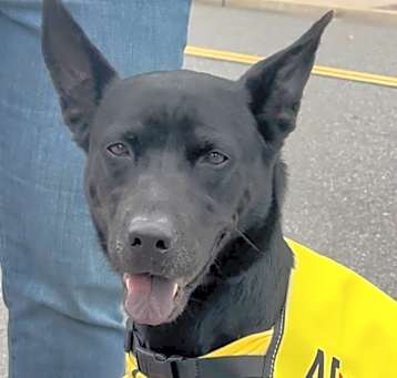 Photo of Shadow