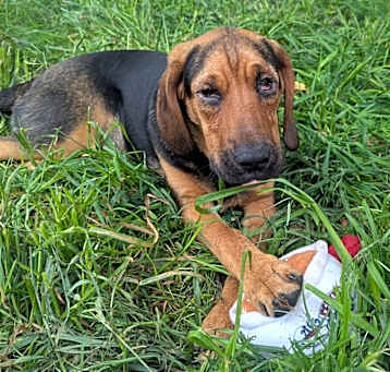 Photo of Deacon