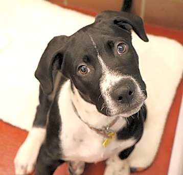Photo of Hunter