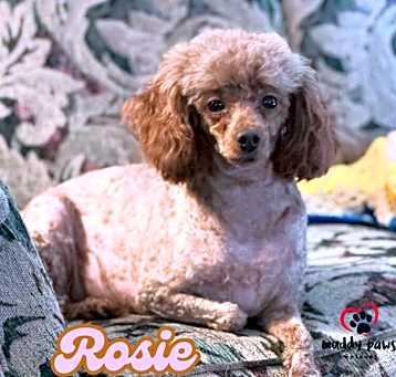 Photo of Rosie