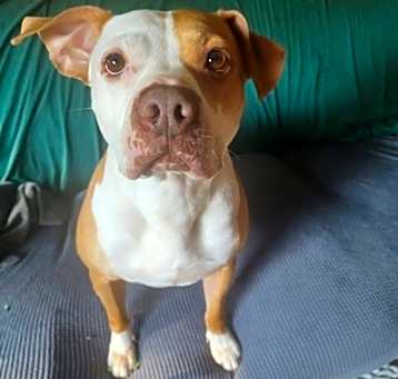Photo of Indica