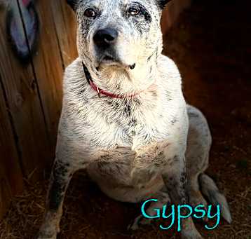Photo of Gypsy