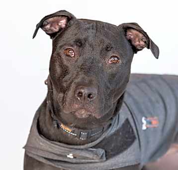 Photo of Perseus