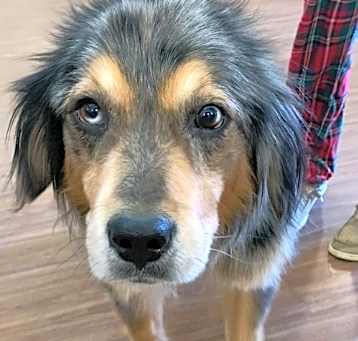Photo of Tank *Sponsored Adoption