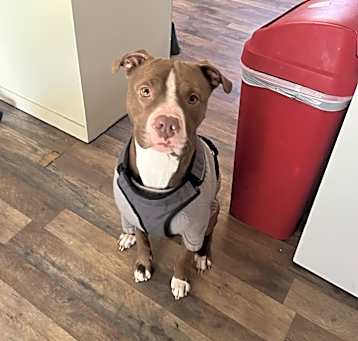 Photo of Bear