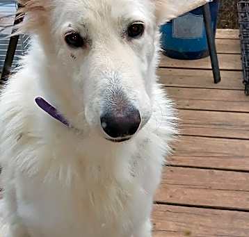 Photo of Lily