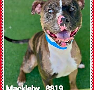 Photo of MacKleby (831)