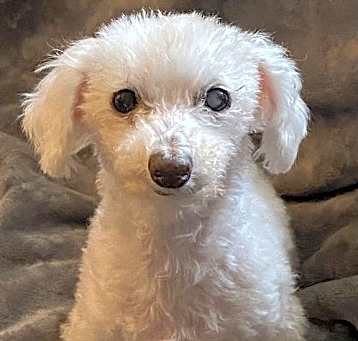 Photo of MARSHMALLOW IS FUN & SPUNKY