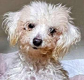 Photo of MARSHMALLOW IS FUN & SPUNKY