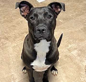 Photo of STARLA