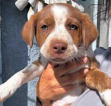 Photo of Ace