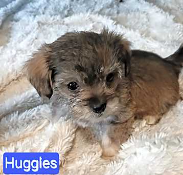 Photo of Huggles