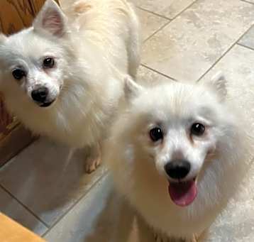 Photo of Lilly and Pearl-URGENT